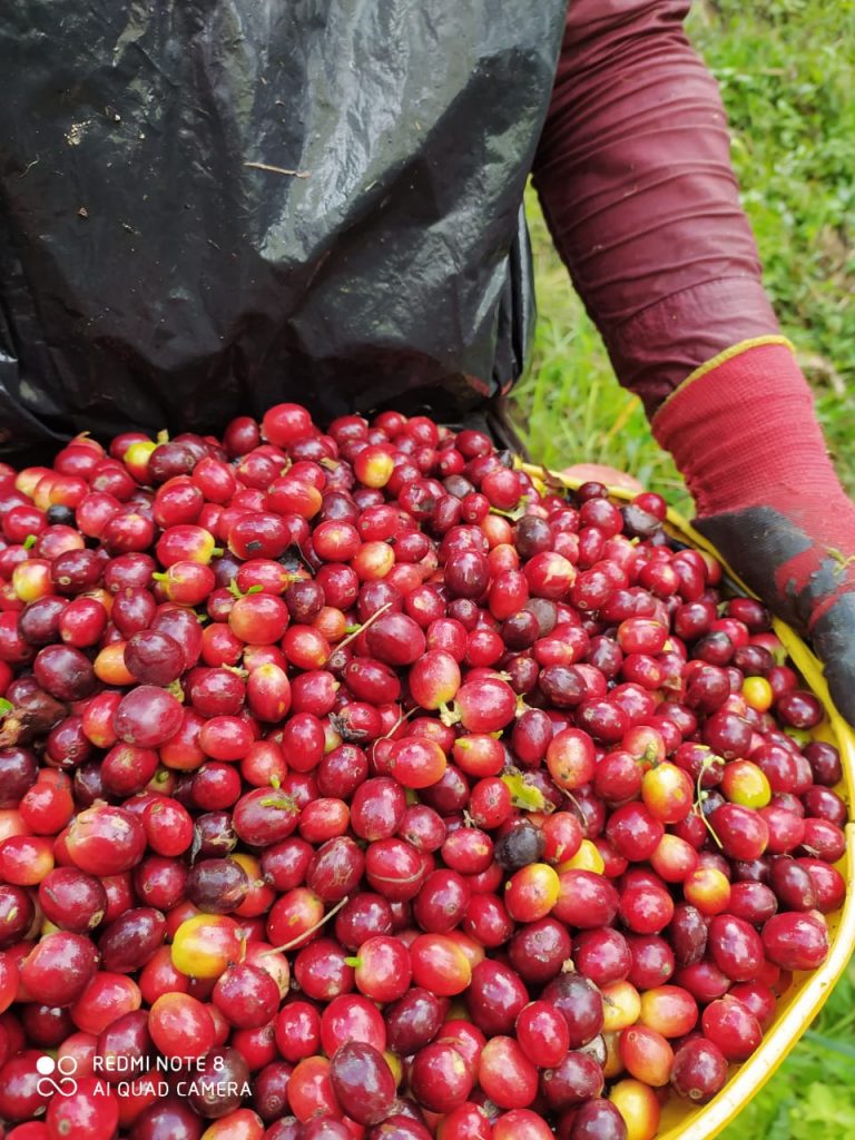 cerises de la granja