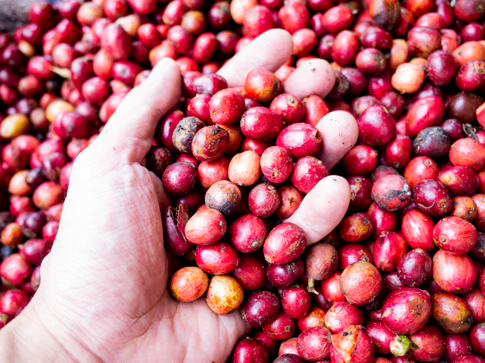 coffee cherries coffee farm