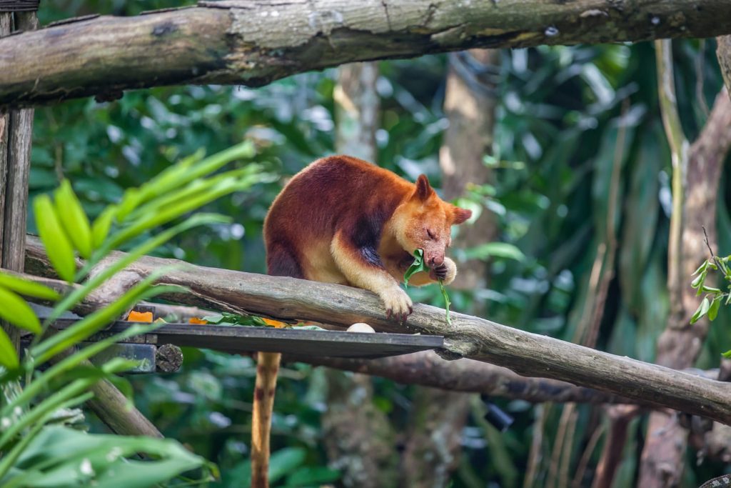 tree kangaroo sitting tree branch