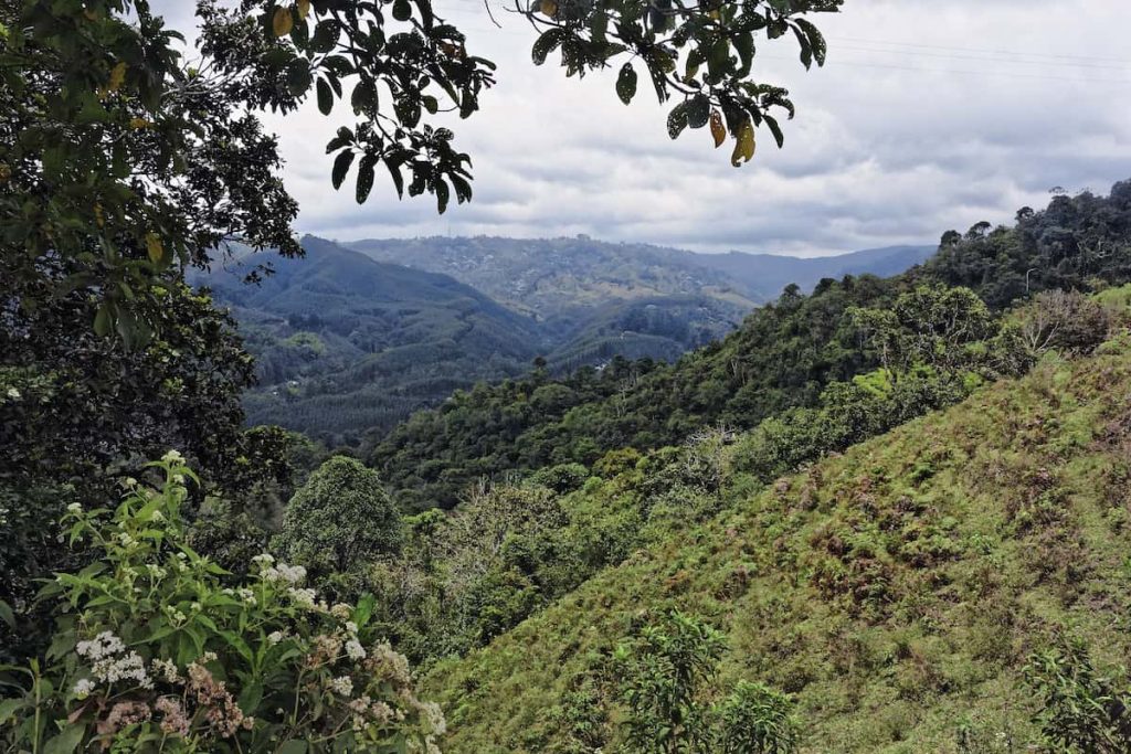 prise vue au grand angle arbres forets montagne pendant journee 1