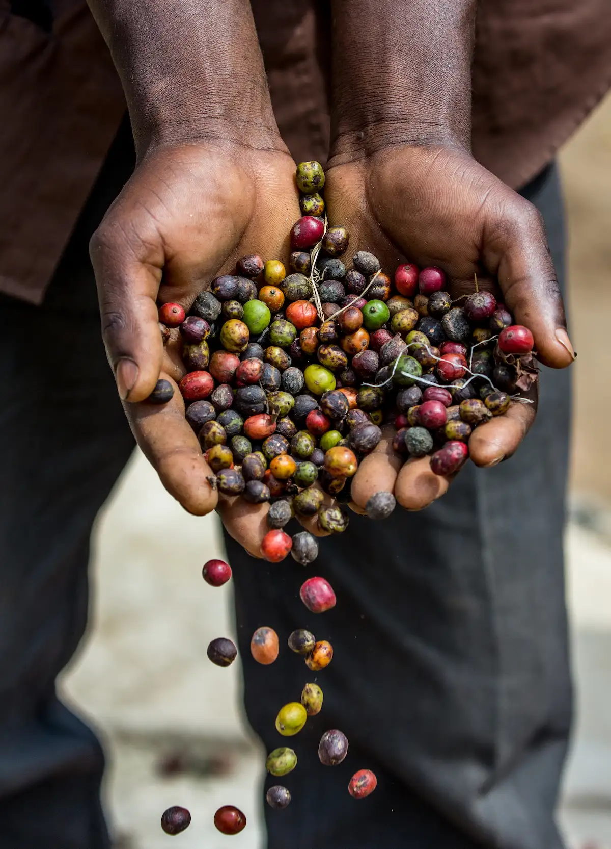 grains cafe mur dans largeur mains personne afrique est cafeiere
