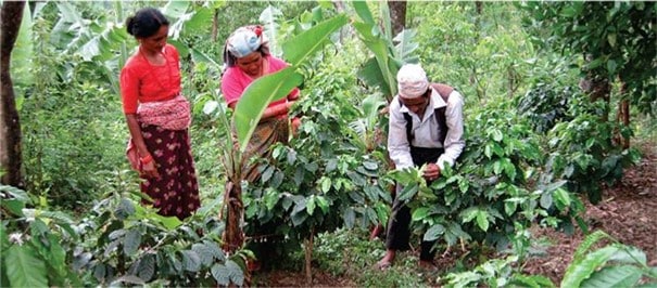 3 producteur de café ceuillant les baies sur les branches