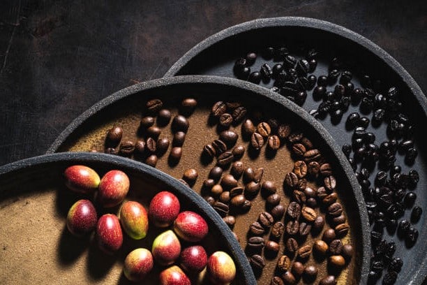 coffee beans raw fruit, medium roast and black dark roasted on a plate