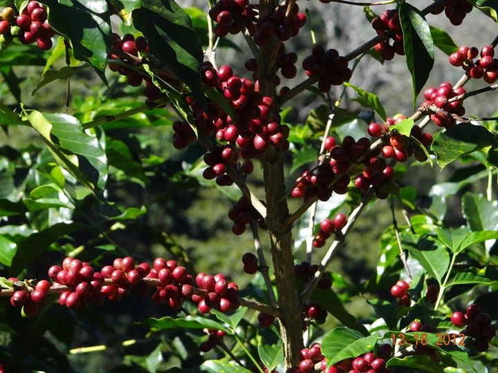 branches de caféier avec baies 