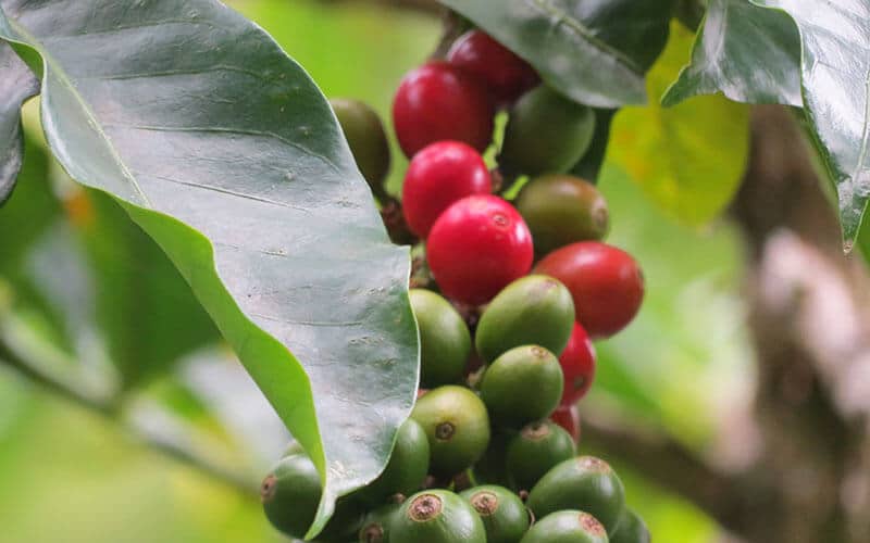 coffee tours boquete panama