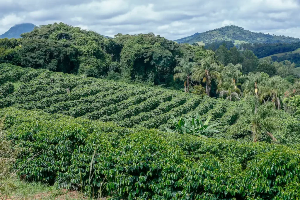 Paysage ferme de café  au Brésil