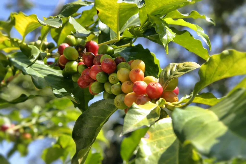 Branche d'arbre de caféier avec baies de café