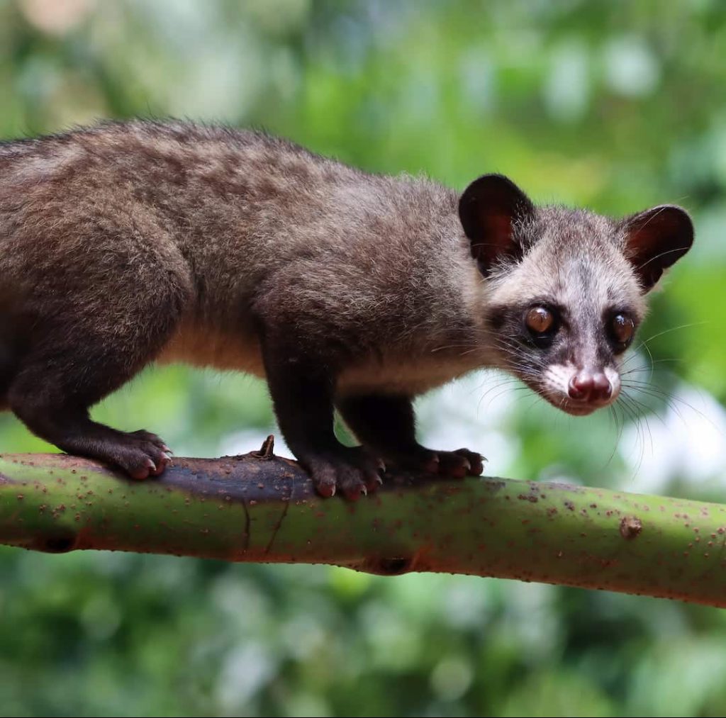 paradoxurus hermaphroditus closeup with natural background