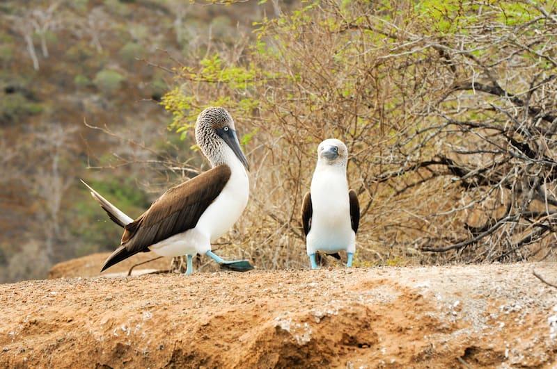 blue footed boobie bird (1)