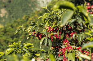 caféier avec des cerises rouges...