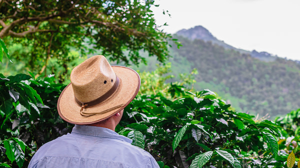 une personne portant un chapeau de paille et une chemise rayée se tient parmi un feuillage vert, regardant vers une montagne boisée au loin.