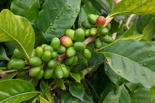 une branche de caféier avec des grappes de cerises de café vertes non mûres et quelques unes devenant rouges, entourées de larges feuilles vertes avec des gouttelettes d'eau.