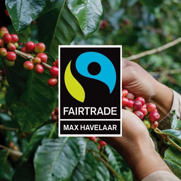 mains récoltant des cerises de café mûres sur un plant, recouvertes du logo de certification fairtrade max havelaar.